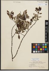 Foto von Salix phylicifolia L.